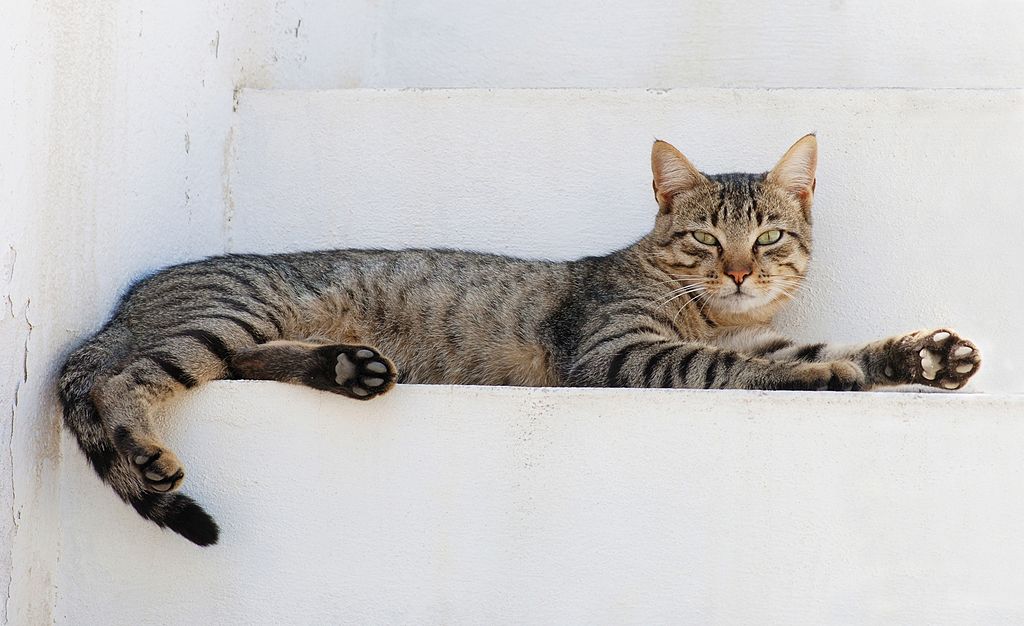 un chat