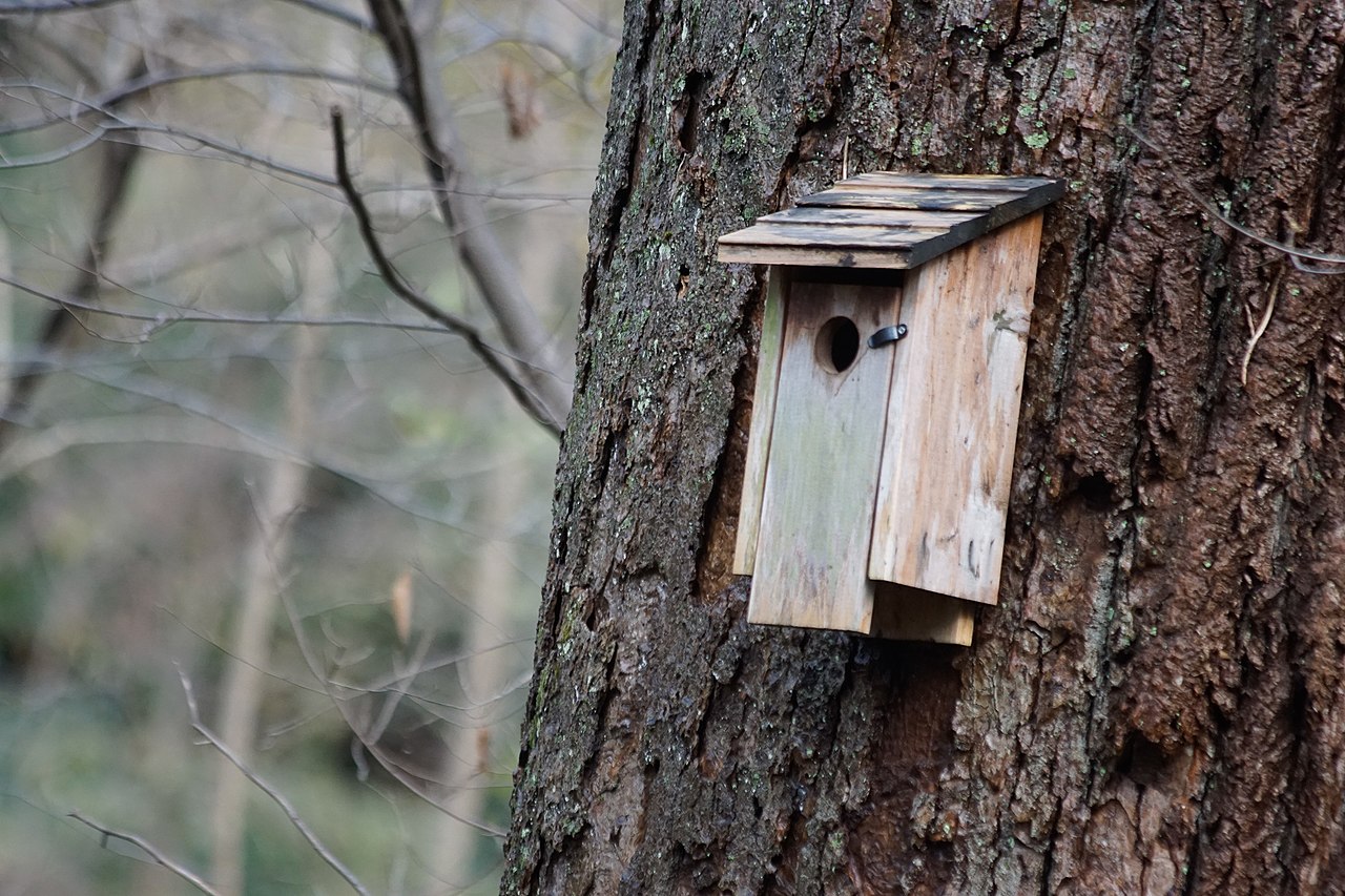 un nichoir sur un arbre